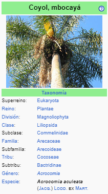 MBOKAJA - Acrocomia aculeata